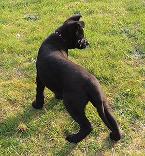 Pink collar female Skylar 10.5 wks 2