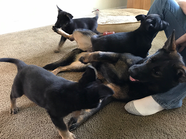 B Litter pups 8 wks with Sister Hera