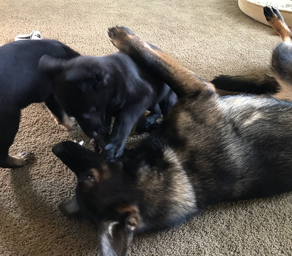 Playtime B Litter pups with Hera