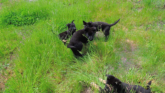 Porsche Gerry 8 wks Playing in the grass