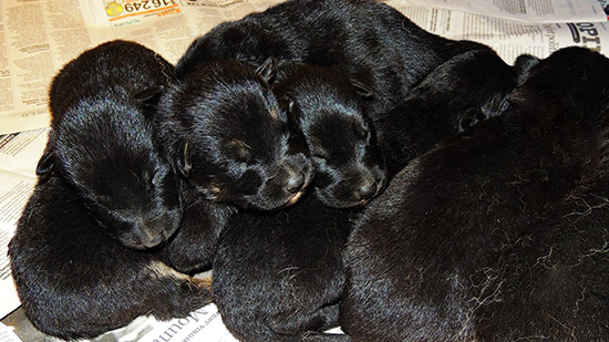 Porsche Gerry U Litter 10 days 