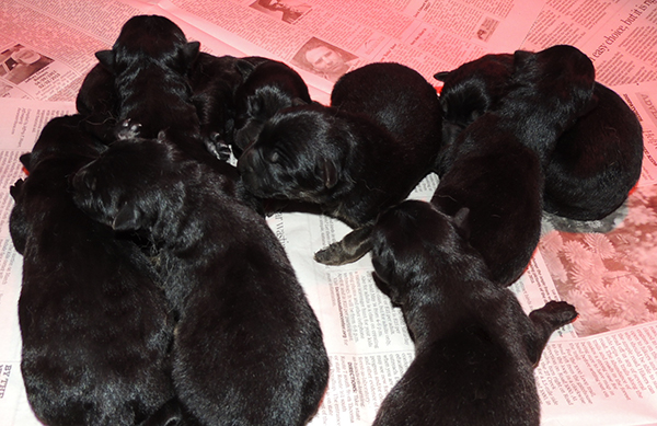 Porsche Gerry U Litter Newborns1