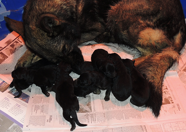 Porsche Gerry U Litter Newborns 2