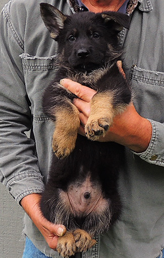 Porsche Gerry U Litter Black collar BiColor Male