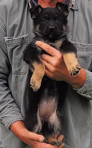 Porsche Gerry U Litter Purple Collar BiCOlor Female
