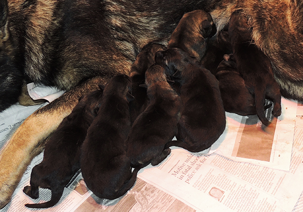 Porsche Lord E Litter 24 hrs old2