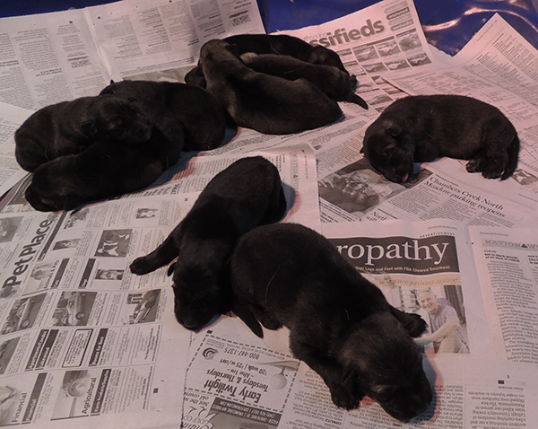 Porsche Lord E Litter 4 days 2