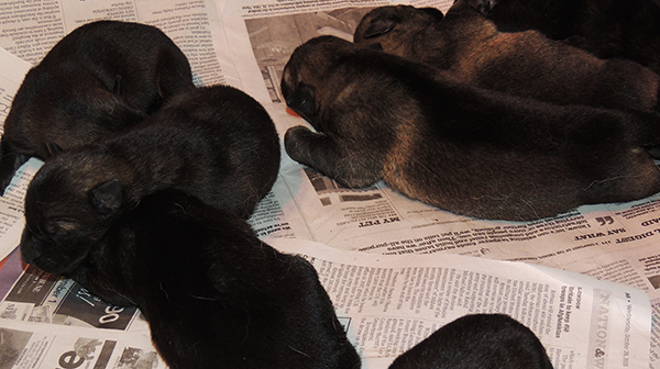 Porsche Lord E Litter 4 days 4