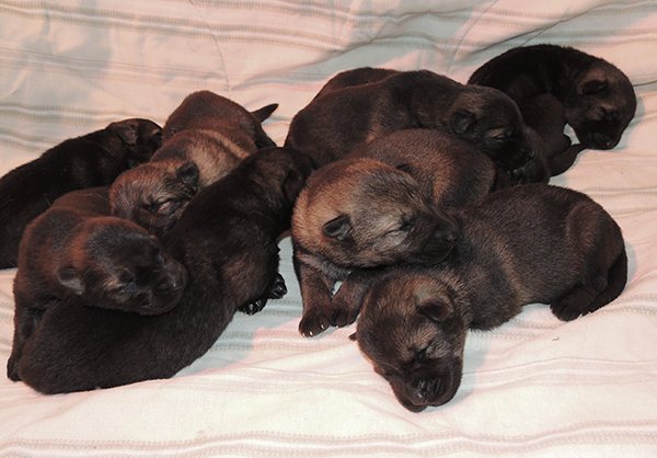 Porsche lord E Litter 8 days 2