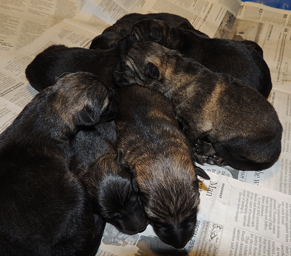 Porsche Lord E Litter Newborns 2