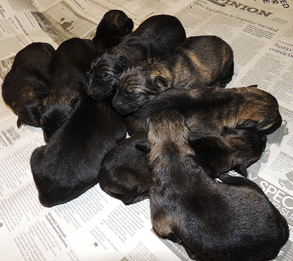 Porsche Lord E Litter Newborns3