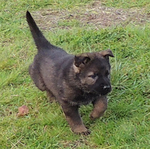 Porsche Lord Orange collar female 6 wks