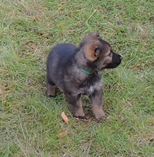 Porsche Lord turquoise collar male