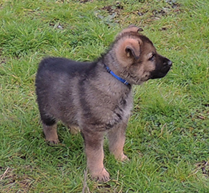 Porsche Lord Royal blue male 6 wks