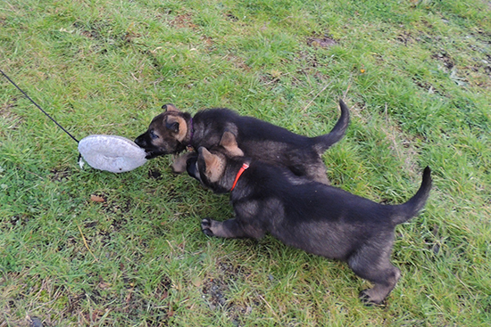 Porsche Lord females 6 wks