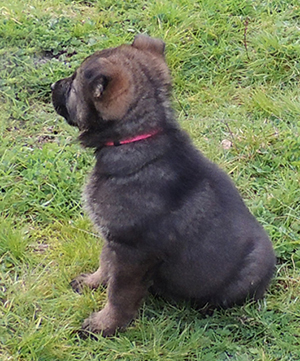 Porsche Lord pink collar female 6 wks