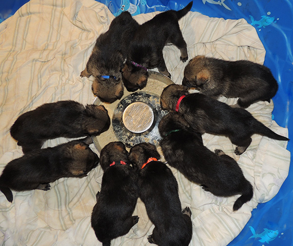 Porsche Lord E Litter 3 wks5days 1