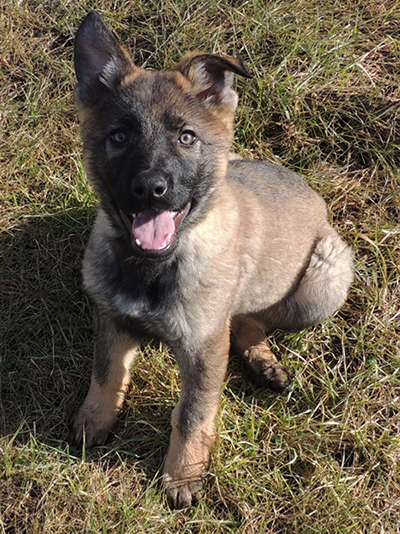 Purple collar female 11.5 wks 4