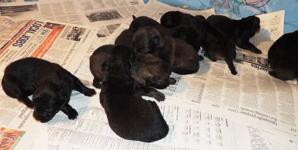 Hetja Lux Q Litter pups 11 days old