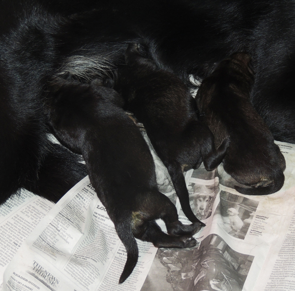 Qash Newborn Males 2