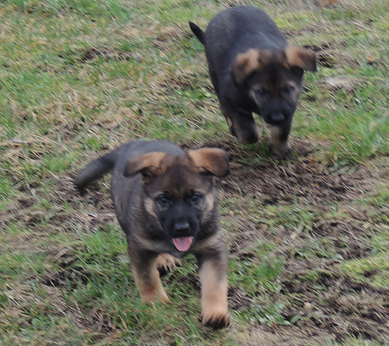 Qash Norbo Green and red collar males