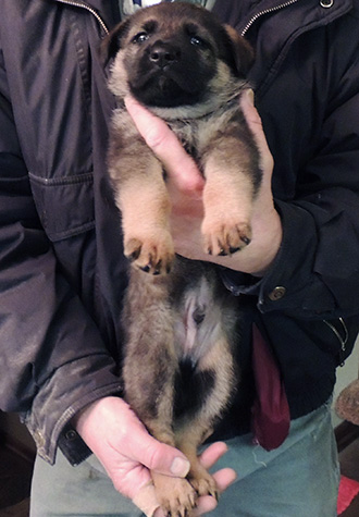 Norbo Qash Green collar male 4 wks