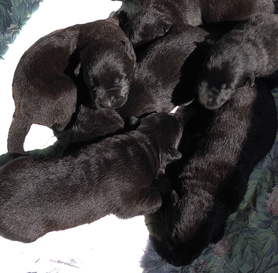 Qash x Aik H Litter 9 days 2