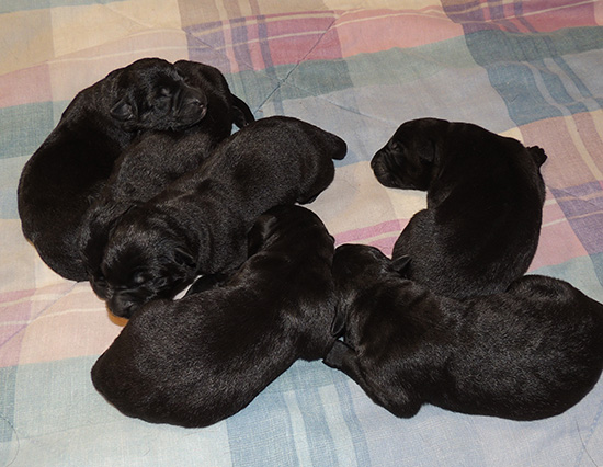 Qash x Aik H Litter 2 days 1