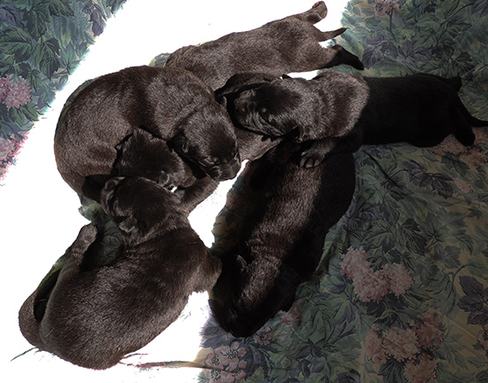 Qash X Aik H Litter 9 days 1