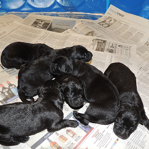 Qash X Aik H Litter Newborns 1