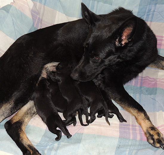 Qash x Aik H Litter 2 days 3