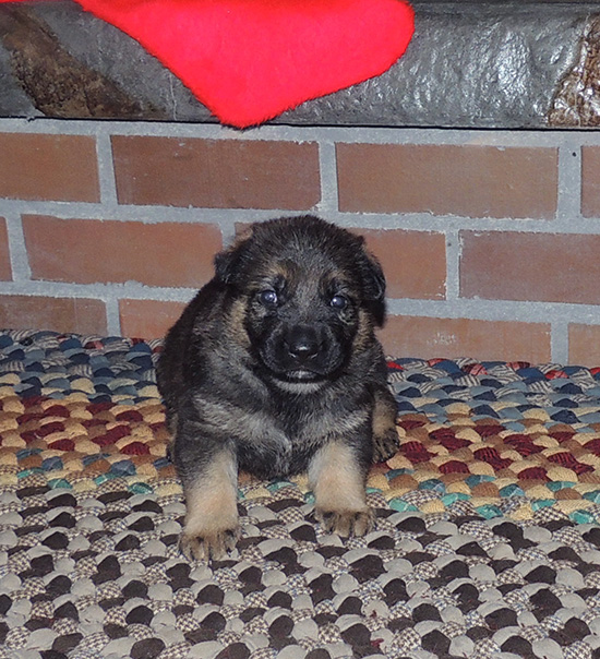 Qash x Norbo Green Collar Male 20 Days