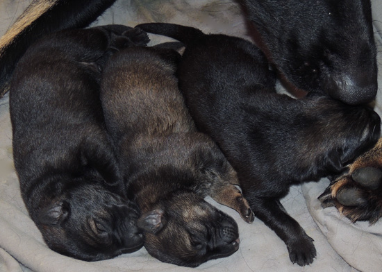 Qash x Norbo W Litter 3 males 3 days old 2