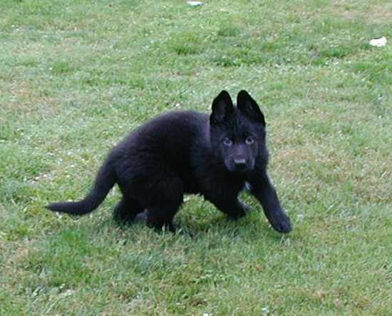 Qi Largo Uku @ 6.5 wks