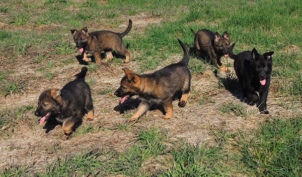 R Litter 7.5 wks 1