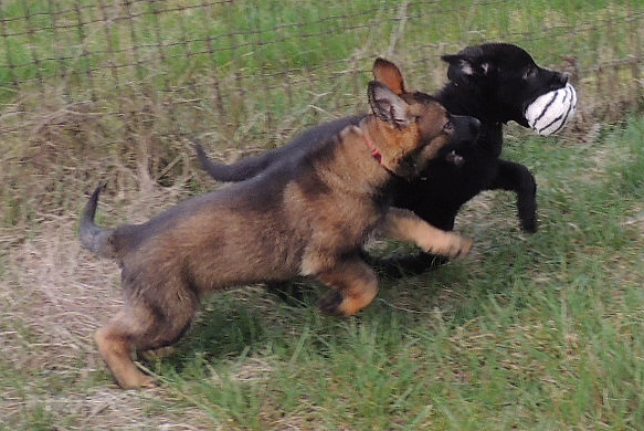 Rastina and Rugazzo 9.5 wks