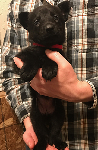 Red Collar Blk female 5 wks 1