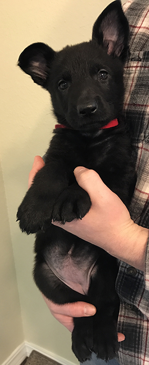 Red Collar Blk female 6.5 wks