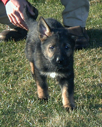 Red Collar female 6.5 wks