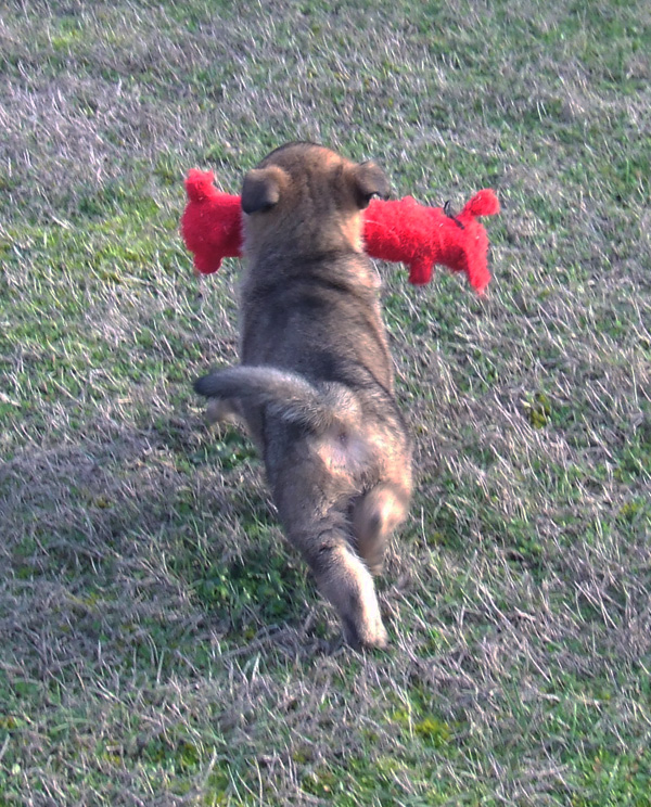 Red Sable Male 1