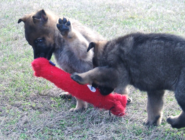 Red Sable male and Turq Green collar male