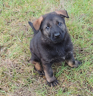 Red Collar male 6 wks