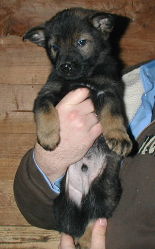 Xenna Lux 2nd litter Red collar male