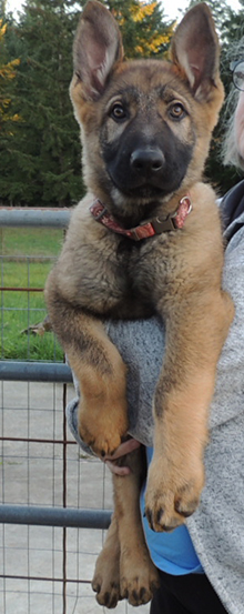 Red COllar red sable male