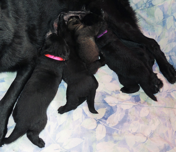 Renatta Lord H Litter 2 wks 2 days1