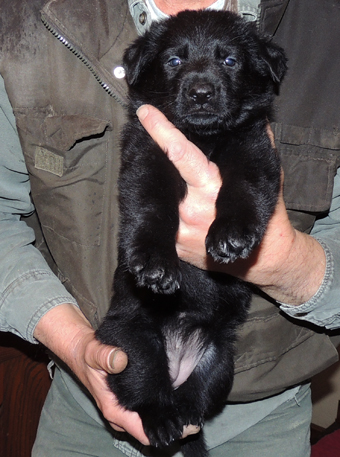 Renatta Lord purple collar female 4.5 wks