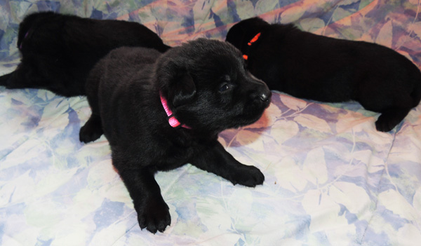 Purple Pink Orange females 2.2 wks