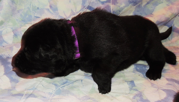 Renatta Girl Purple 2.2 wks