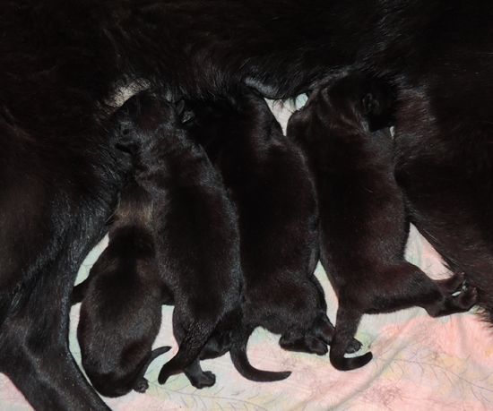 Renatta Lord H Litter 2 days old