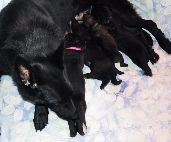 Renatta Lord H Litter 2 wks2 days2